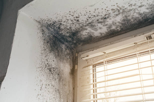 Trusted Black Mold Removal service in Florence, TX - Cheap Mold Removal