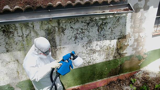 Trusted Mold Inspection service in Florence, TX - Cheap Mold Removal